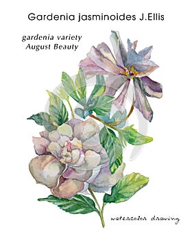 Watercolor painting from the hand of the flower Gardenia jasminoides august feauty. Botanical illustration on a light background