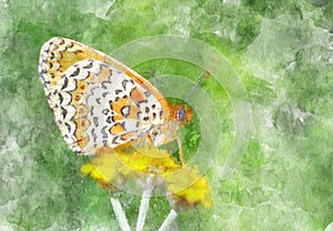 Watercolor painting illustration of butterfly on yellow flower in green background