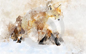 Watercolor painting illustration of a fox stalking