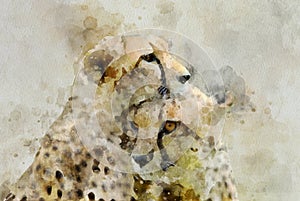 Watercolor painting and illustration of two cheetahs