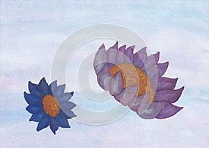 Watercolor painting illustration of two lotus flowers in front of a blue background