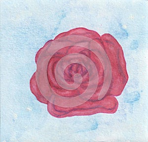 Watercolor painting illustration of a wonderful pink rose in front of a blue background