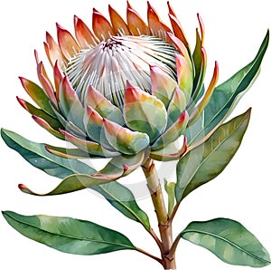 Watercolor painting of King Protea (Protea cynaroides) flower. AI-Generated.