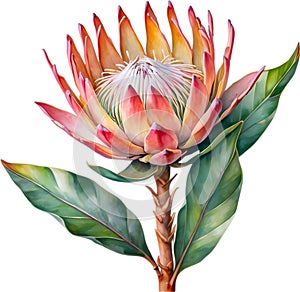 Watercolor painting of King Protea (Protea cynaroides) flower. AI-Generated.