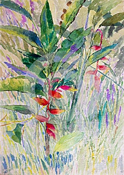 Watercolor painting landscape original colorful of Heliconia flowers. photo