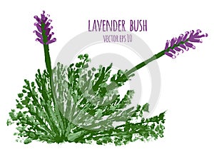 Watercolor painting of lavender bush vectorized