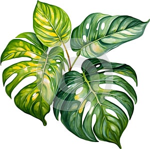 Watercolor painting of the Lemon Lime Maranta leuconeura plant.