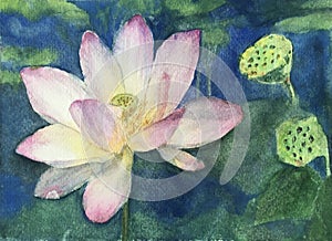 Watercolor Painting of Lotus flower