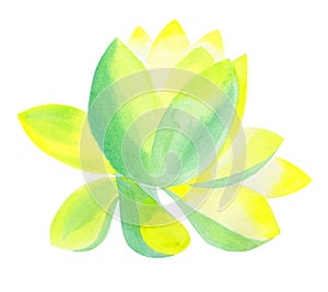 Watercolor painting Lotus flower isolated on white