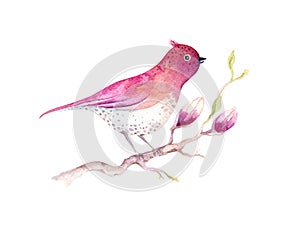 Watercolor Painting Magnolia blossom flower and bird wallpaper d