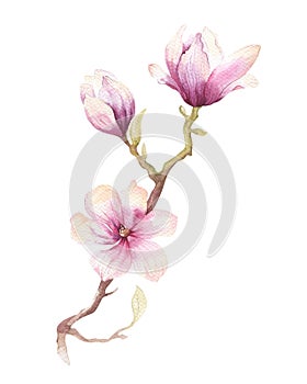 Watercolor Painting Magnolia blossom flower wallpaper decoration