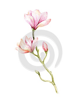 Watercolor Painting Magnolia blossom flower wallpaper decoration