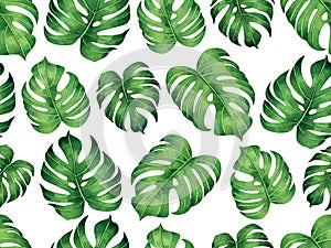 Watercolor painting monstera leaves seamless pattern on white background.Watercolor hand drawn illustration tropical exotic leaf p