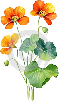 Watercolor painting of Nasturtium flower. Illustration of flowers. AI-Generated.