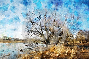 Watercolor painting of old Willow tree on Havel river in Havelland Germany. Autumn time