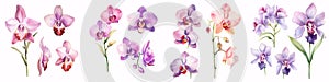 A watercolor painting of orchids, set apart on a milky backdrop