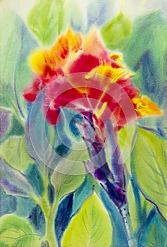 Watercolor painting original flower colorful of red Canna Lily flower