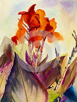 Watercolor painting original landscape orange color of Canna lily flower