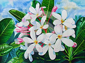 Watercolor painting original on paper colorful of white plumeria flowers