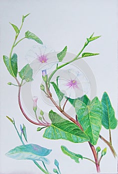 Watercolor painting original realistic herb of morning glory