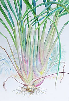 Watercolor painting original realistic lemon grass of and green leaves