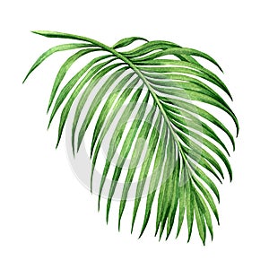 Watercolor painting palm leaf, green leave isolated on white background. Watercolor hand painted illustration. .coconut leaf patte