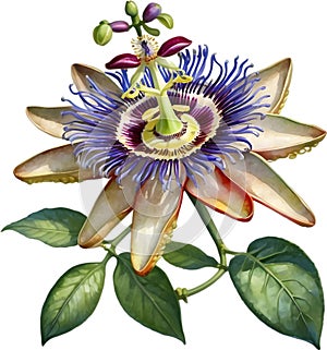 Watercolor painting of a Passion Flower (Passiflora incarnata). AI-Generated.