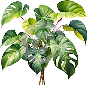 Watercolor painting of the Philodendron Brasil plant.