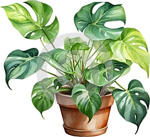 Watercolor painting of the Philodendron Brasil plant.