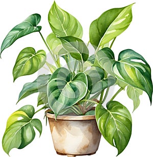 Watercolor painting of the Philodendron Brasil plant.