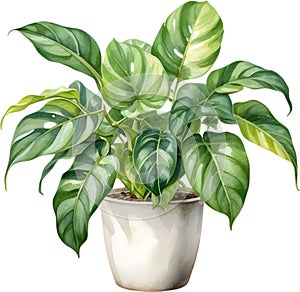 Watercolor painting of the Philodendron Brasil plant.