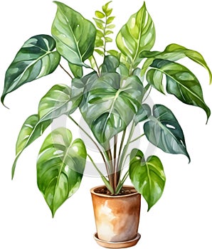 Watercolor painting of the Philodendron Brasil plant.