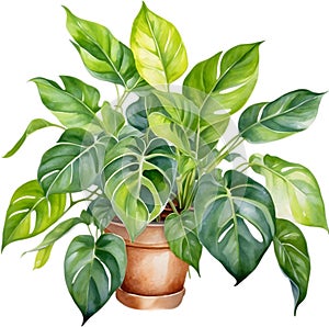 Watercolor painting of the Philodendron Brasil plant.