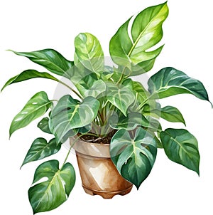 Watercolor painting of the Philodendron Brasil plant.