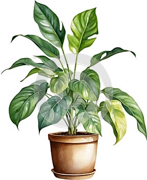 Watercolor painting of the Philodendron Brasil plant.