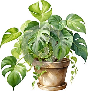 Watercolor painting of the Philodendron Brasil plant.