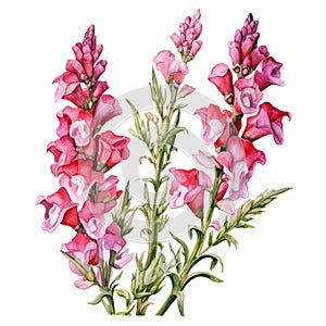 Watercolor Painting Of Pink Fireweed On White Background
