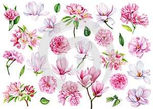 Watercolor painting, pink flowers, sakura, magnolia rose branches and leaves, on a white background, floral elements