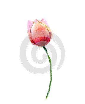 Watercolor painting pink, red tulip flower on white background