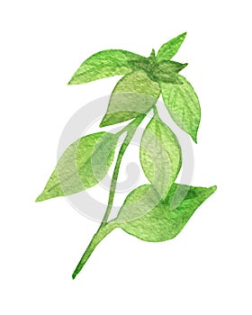 Watercolor painting of the plant green Basil. Fragrant seasoning, isolated on white background, for beautiful design, with space