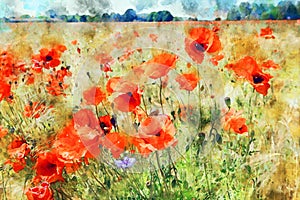 Watercolor painting of poppy field at havelland geion in germany