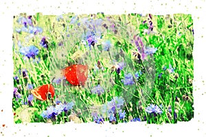 Watercolor painting of poppy flower and corn flower blossom in summer time. frame with dots