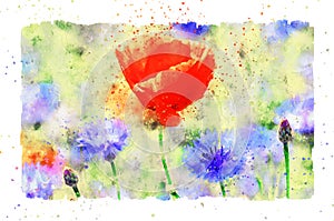 Watercolor painting of poppy flower and corn flower blossom in summer time. frame with dots