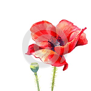 Watercolor painting poppy flower. Isolated flower on white background.