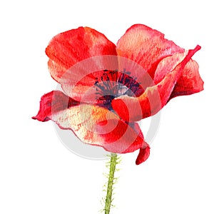 Watercolor painting poppy flower. Isolated flower on white background.