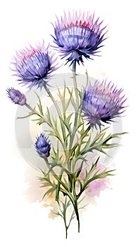 a watercolor painting of purple flowers on a white background.Watercolor Painting Thistle Bluebell, Perfect for Wall Art.