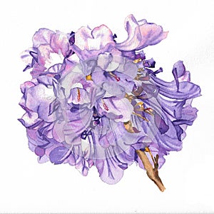 Watercolor painting of purple jacaranda flowers stem photo