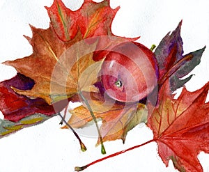 Watercolor painting - red apple and autumn leaves