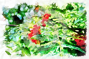 Watercolor painting - red berries. Modern digital art, imitation of hand painted with aquarells dye