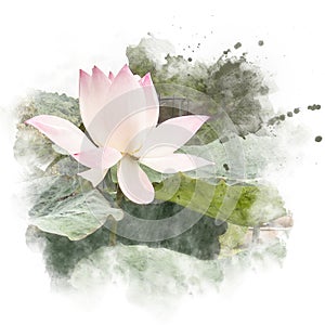 Watercolor painting retouch illustration of blossom lotus.